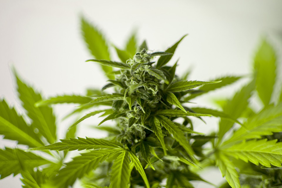 Легализирането на марихуаната води до бум на акциите от канабис.