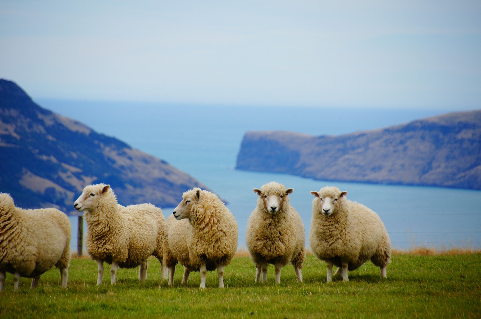 Нова Зеландия планира да обложи с данък селскостопанските емисии –